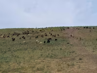 Ram, Sheep — photo 6