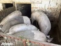 公猪, Pigs — 照片 3
