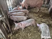 猪（批次，未指定性别）, Pigs — 照片 3