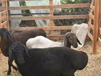 Bélier, Moutons — photo 3