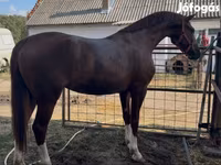 Yegua, Hungarian horse breed — foto 1