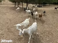 Billy Goat, Goats — photo 3