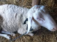 Kos, Awassi sheep — 3. fotó