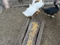 Ducks — फ़ोटो 3
