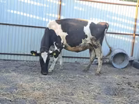 Vaca, Raça Holstein — foto 2