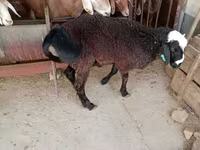 Baran, Blackheaded Persian sheep — zdjęcie 5