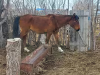 घोड़ी, Kazakh horse — फ़ोटो 5