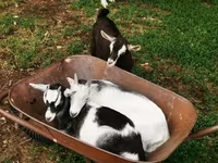公山羊, Goats — 照片 2