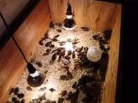 Quails — 1-сурет