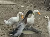 Geese — zdjęcie 4