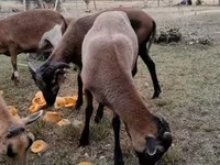 Ziegenbock, Ziegen — Foto 3