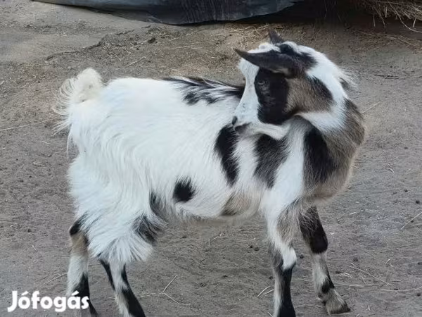 Козёл, Козлы