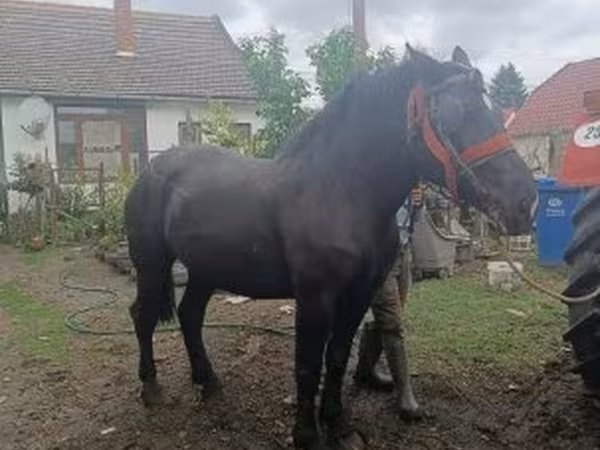 Kanca, Lovak — Magyarország