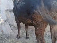 Vaca, Raza Alatau — foto 3
