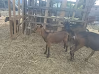 公山羊, Goats — 照片 8