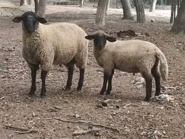 Kos, White Suffolk sheep