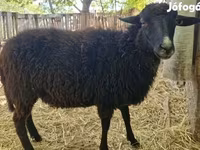 公羊, Cameroon sheep — 照片 3