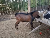 公山羊, Nubian Goat — 照片 2