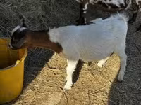 Boucs, Nigerian dwarf goats — photo 1