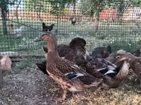 Ducks — 2-сурет