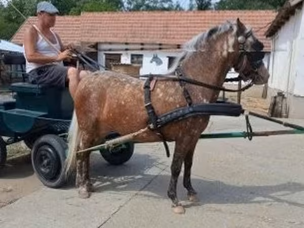 Jument, Berber horse