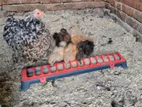 Silkie — foto 1