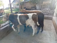 Bulle, Swiss cattle — Foto 3
