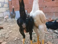 Chickens — 照片 3