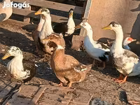 Ducks — 3. fotó
