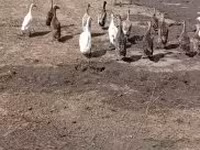 Ducks — photo 3
