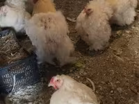 Chickens — 照片 4