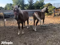 Caballo, Caballos — foto 4