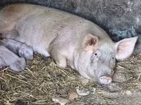 Schweine (Partie, Geschlecht nicht angegeben), Schweine — Foto 6