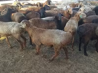 Bélier, Edilbay sheep — photo 2