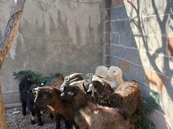 Cabro, Cabras