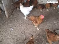 Chickens — 5. fotó