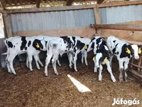 Bulle, Russian Black pied cattle — Foto 3