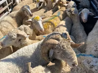 Qoç, Qoyunlar — foto 5