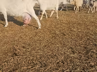Cabra, Saanen goat — foto 5