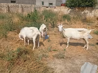 Koza, Saanen goat — zdjęcie 6