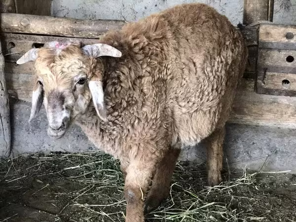 Sheep (batch, sex not specified), Sheep