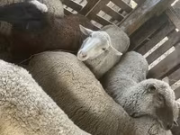 Sheep, Blackheaded Persian sheep — photo 2