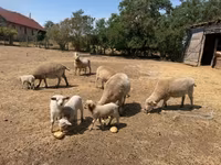 母羊, Sheep — 照片 1