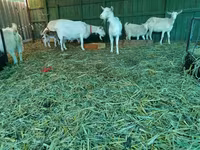 Goat, Pomellata goat — photo 6