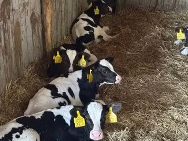 Bika, Russian Black pied cattle