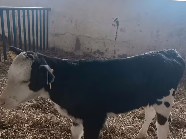 母牛, Simmental cattle