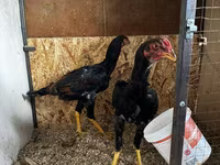 Chickens — zdjęcie 8