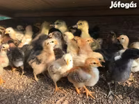 Chickens — foto 3