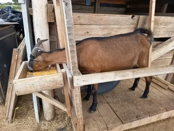 बकरी, Alpine goat