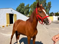 Klisna, Karabakh horse — foto 3